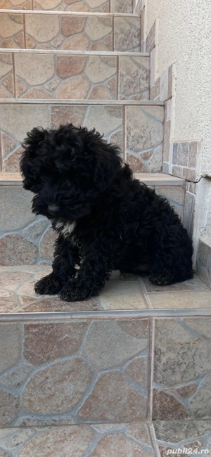 catei Snoodle Dog ( fara pedigree ) - imagine 2