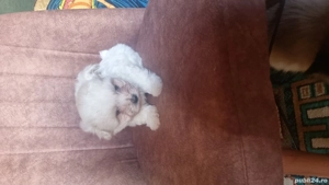 Vand pui bichon, talie mini, mascul. Cel mai frumos si dulce cadou de Craciun.  - imagine 4