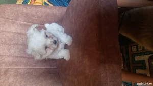 Vand pui bichon, talie mini, mascul. Cel mai frumos si dulce cadou de Craciun.  - imagine 2