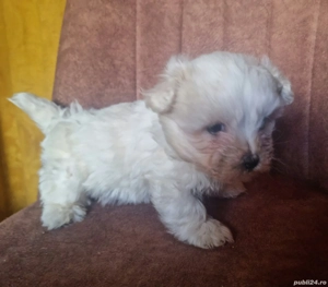 Vand pui bichon, talie mini, mascul. Cel mai frumos si dulce cadou de Craciun.  - imagine 3