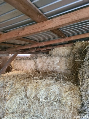 baloti paie 10 lei balotu