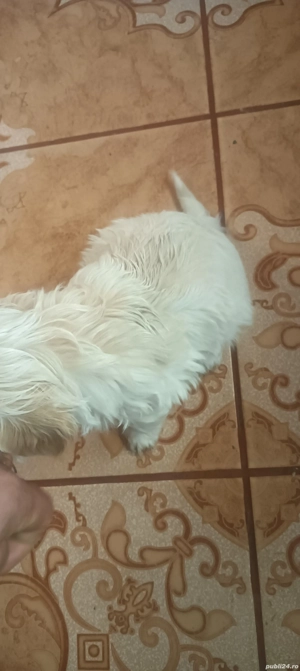 de vânzare o cățea bison maltez  - imagine 2