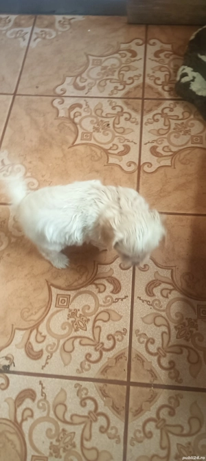 de vânzare o cățea bison maltez  - imagine 3