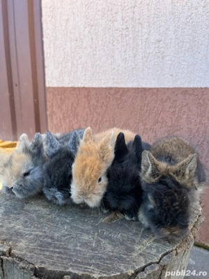 iepuri pitici - imagine 3