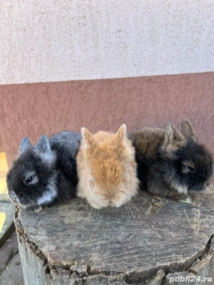 iepuri pitici - imagine 4