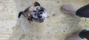 Fetita de aproximativ 2 luni salvata de pe strada  - imagine 2