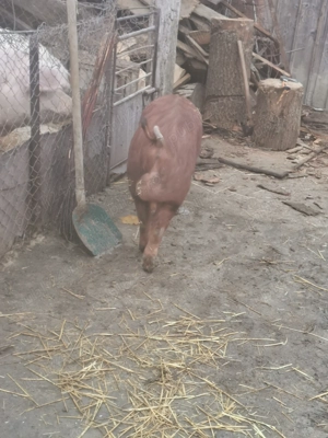 Vând vier rasă duroc