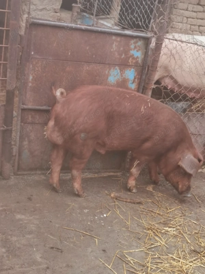 Vând vier rasă duroc - imagine 3