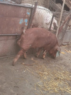 Vând vier rasă duroc - imagine 2