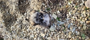 Fetita de aproximativ 2 luni salvata de pe strada  - imagine 5