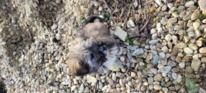 Fetita de aproximativ 2 luni salvata de pe strada  - imagine 4