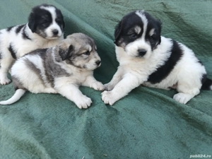 ciobanesc de Bucovina - imagine 3