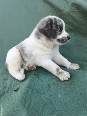 ciobanesc de Bucovina - imagine 4