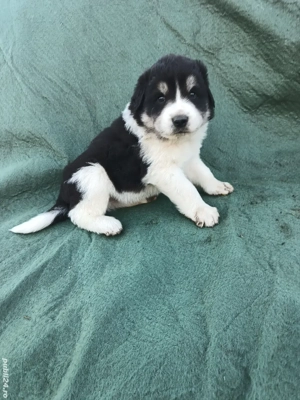 ciobanesc de Bucovina - imagine 5