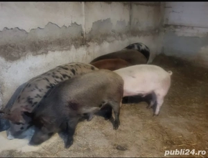 porci de vanzare - imagine 2