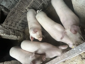 Porci de carne de vânzare