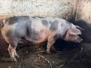 Vând porci și purcei  - imagine 3