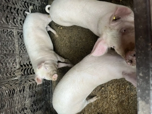 Porci de carne de vânzare - imagine 3