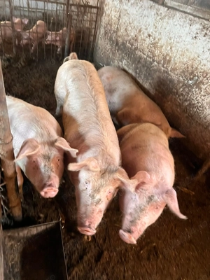 Vând porci și purcei 