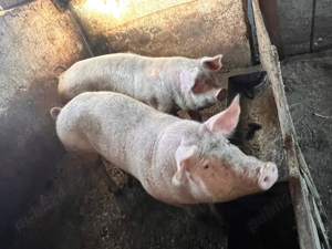 Vând porci și purcei  - imagine 2