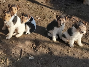 Căței Fox Terierri sârmos  - imagine 5