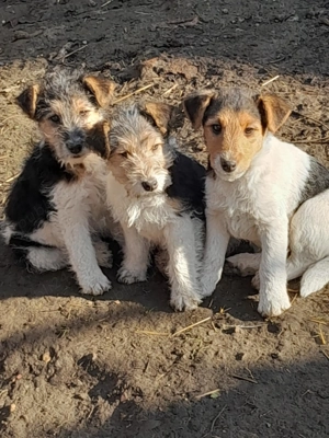 Căței Fox Terierri sârmos  - imagine 2