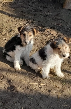 Căței Fox Terierri sârmos  - imagine 4