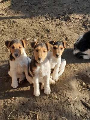 Căței Fox Terierri sârmos  - imagine 3