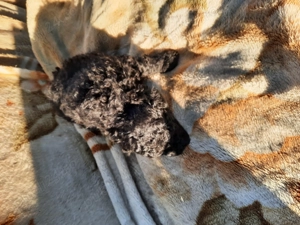 Vand pui caniche - imagine 2