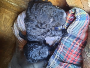 Vand pui caniche - imagine 3