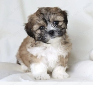 Bichon havanez mascul și femela