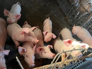 Vând porci și purcei  - imagine 4