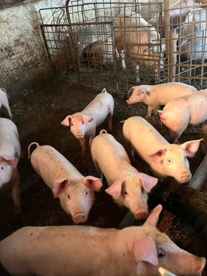 Vând porci și purcei  - imagine 5