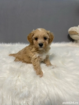 Maltipoo red toy - imagine 5