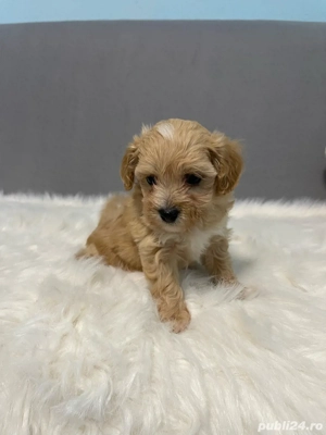 Maltipoo red toy - imagine 2