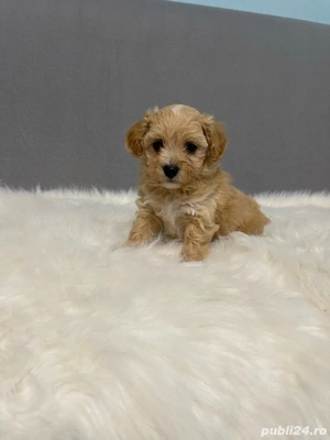 Maltipoo red toy - imagine 4