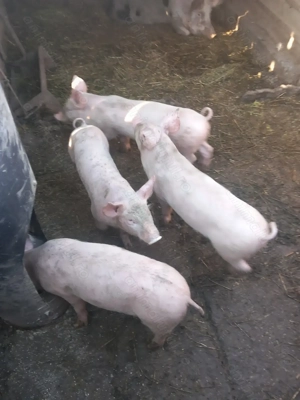 Vand purcei - imagine 2