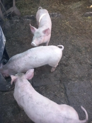 Vand purcei - imagine 5