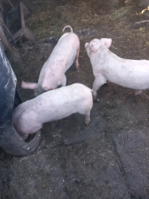 Vand purcei - imagine 4