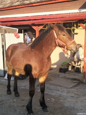 Vând mânz semigreu  - imagine 2