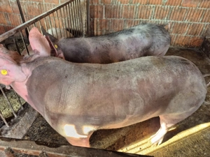 Vand porci pietrean!!!