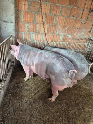 Vand porci pietrean!!! - imagine 2