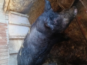 Vând porc  2800lei - imagine 4