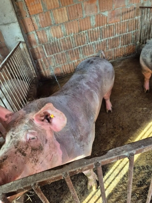 Vand porci pietrean!!! - imagine 4