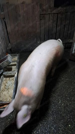 Vând scroafe cu vârsta de un an , rasa landrax - imagine 3