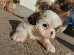 Cadoul perfect de Crăciun - imagine 4