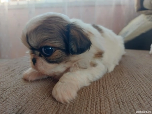 Cadoul perfect de Crăciun - imagine 2