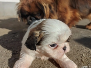 Cadoul perfect de Crăciun - imagine 3