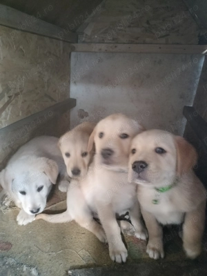 Căței laborator Retriever își caută altă casă  - imagine 2