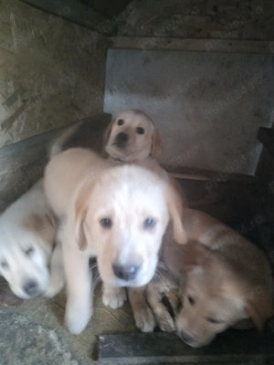 Căței laborator Retriever își caută altă casă  - imagine 3